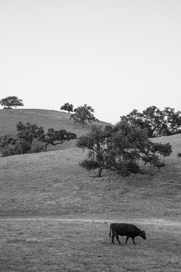 California Cattle and Trees  Photograph by John McGraw