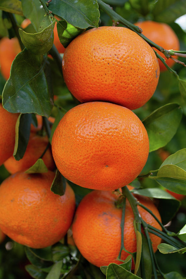 California Citrus Orange Grove Photograph by Kyle Hanson