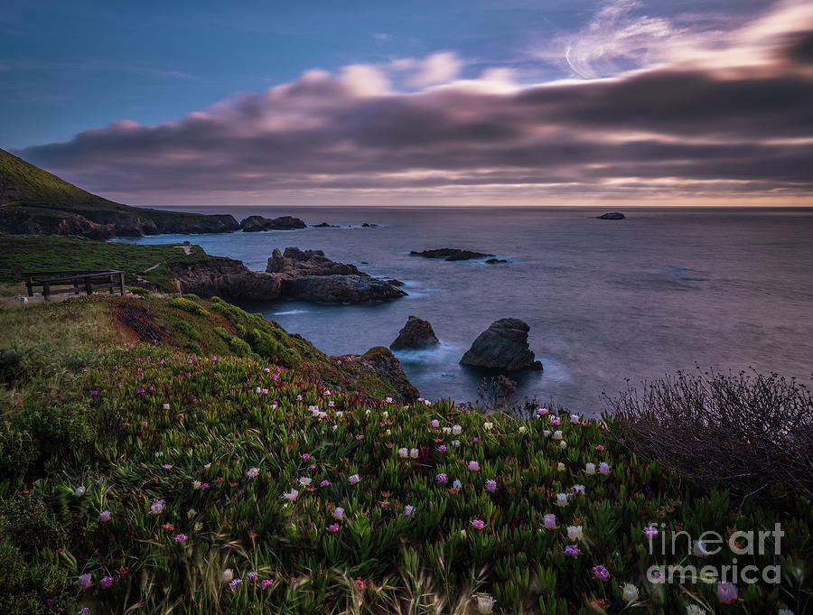 California Coast Dusk Wildflowers Photograph by Mike Reid