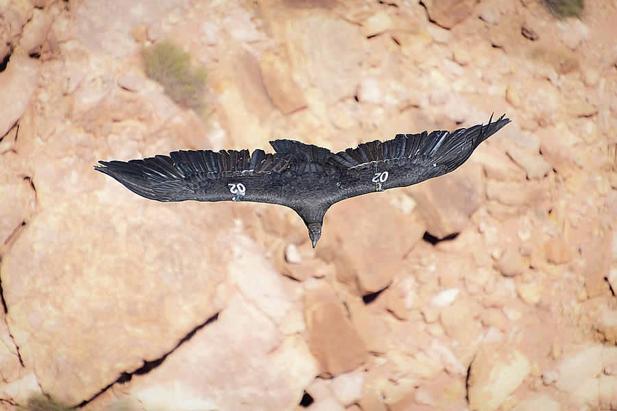 California Condor 02 At Navajo Bridge Arizona Photograph by Debra Martz ...