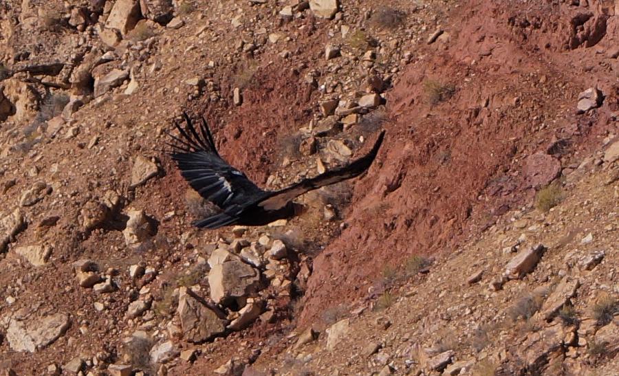 California Condor Photograph by Dennis Boyd
