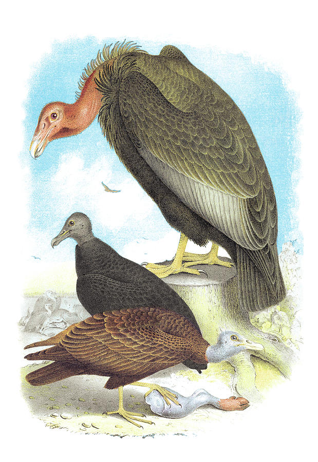 California Condor, Turkey Buzzard, and Carrion Crow Painting by Theodore Jasper
