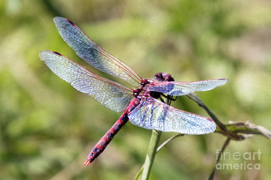 California Dragonfly Photograph