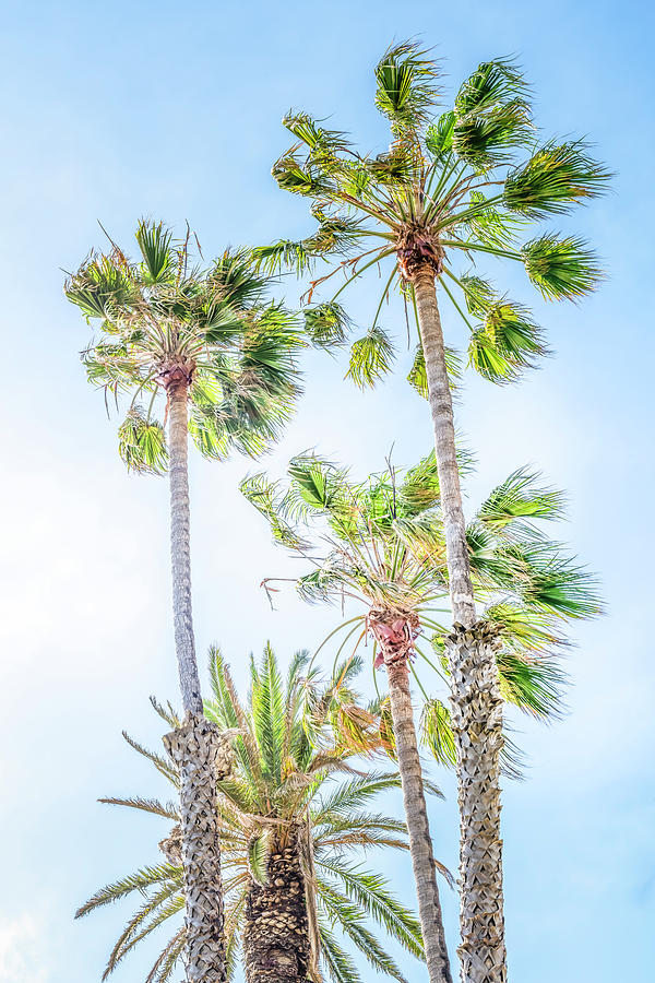 California Dreaming Palm Trees by Gene Parks California Dreaming Palm Trees by Gene Parks