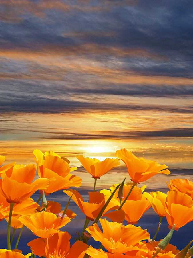 California Dreaming Sunset And Poppies Vertical Photograph by Gill Billington