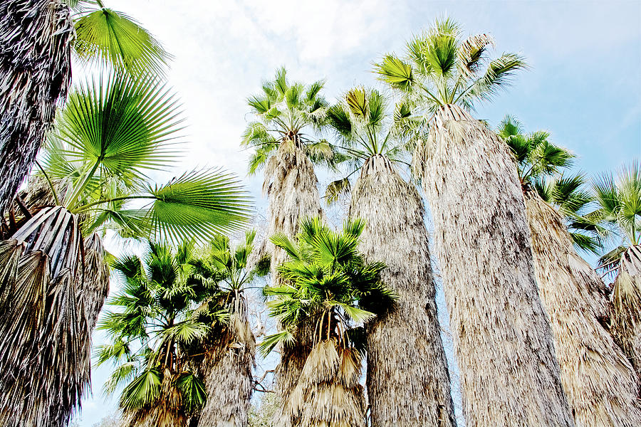 California Fan Palms in Rancho Santa Ana Botanic Garden in Claremont-California Photograph by Ruth Hager