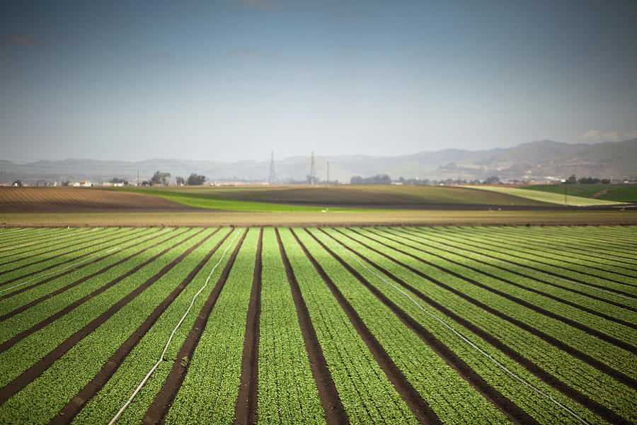 California Farmland Photograph by Hal Bergman Photography