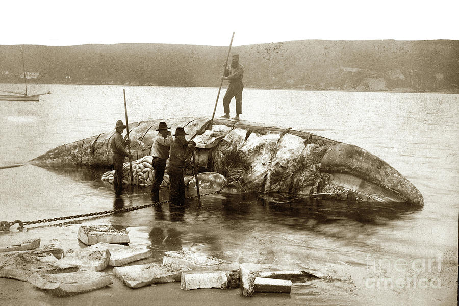 California Gary Whale being cut up by Whalers on the beach in So by California Views Archives Mr Pat Hathaway Archives California Gary Whale being cut up by Whalers on the beach in So by California Views Archives Mr Pat Hathaway Archives