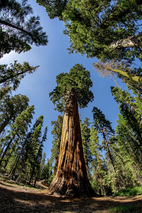 California Giant Sequoia Tree Photograph by Daniel Woodrum