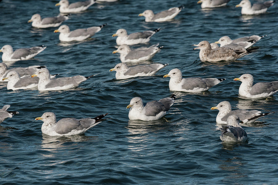 California Gull Armada Photograph by Robert Potts