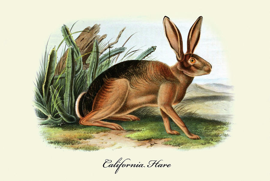 California Hare Painting by John Joseph Audubon