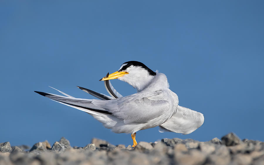 Bird Photograph - California Least Tern Clean Feather by Jack Zhang
