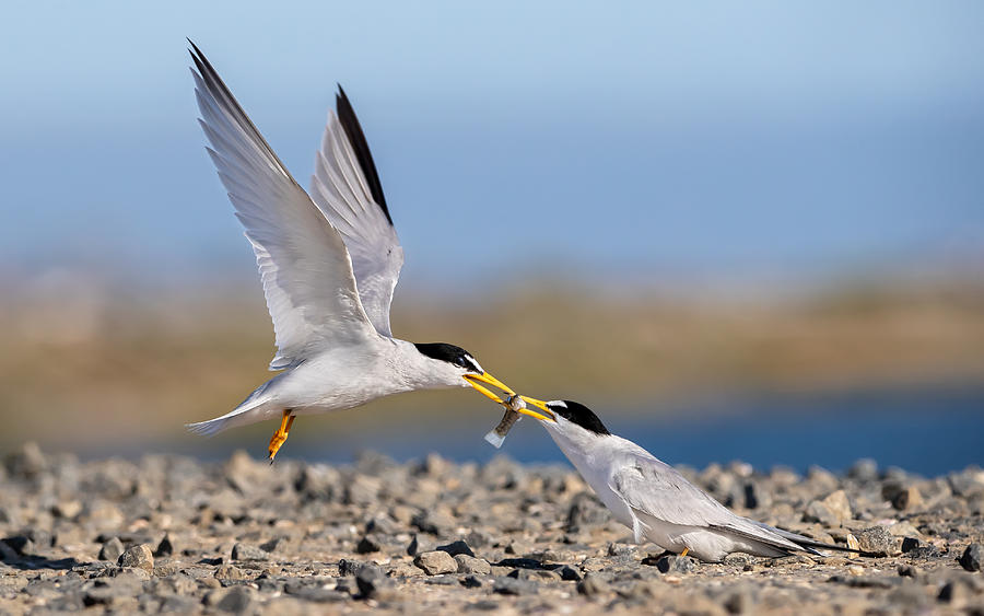 Bird Photograph - California Least Tern Food Exchange by Jack Zhang