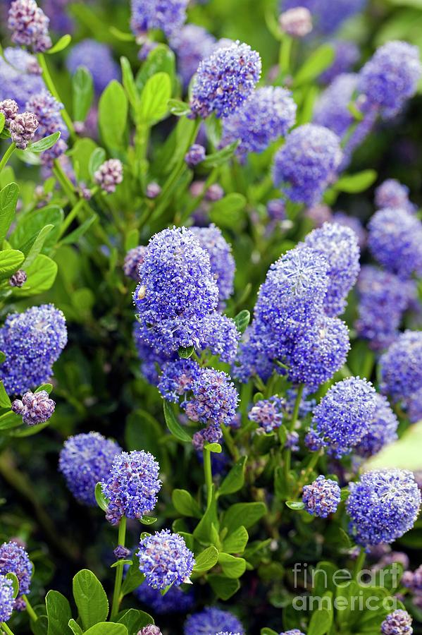 California Lilac (ceanothus Sp.) Photograph by Dr Keith Wheeler/science Photo Library