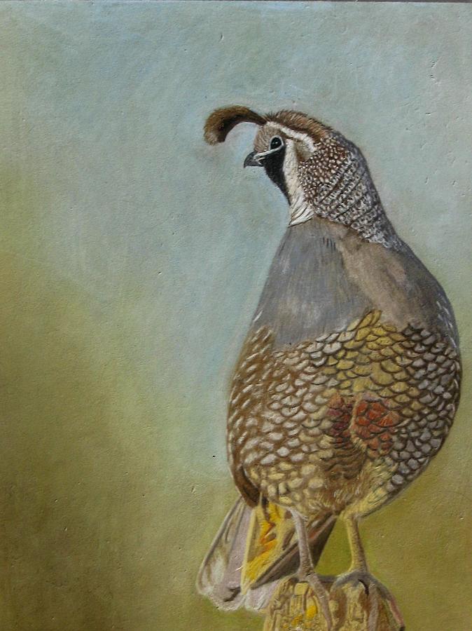 California Male Quail 1 Drawing by Lori Hanks Fine Art America