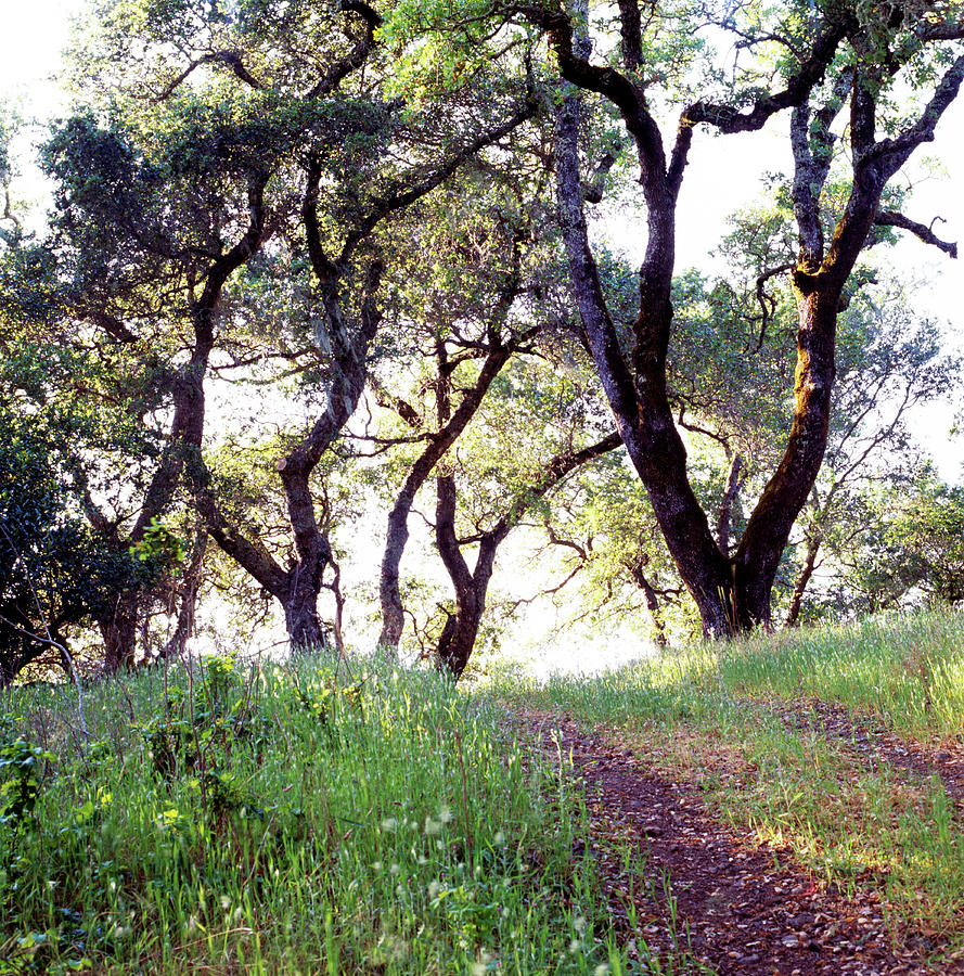 California Oak Trees Photograph by Richard Felber