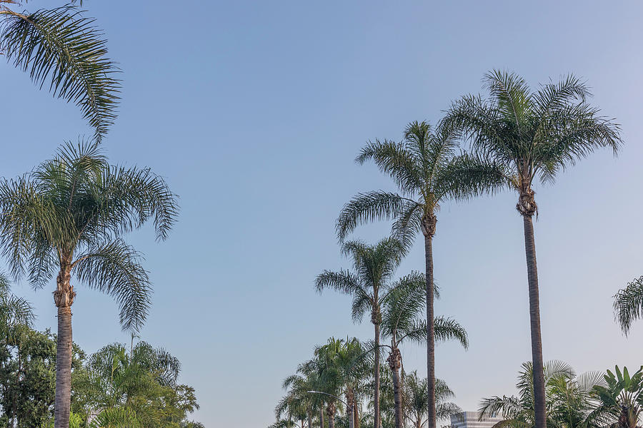 California Palms  Photograph by John McGraw