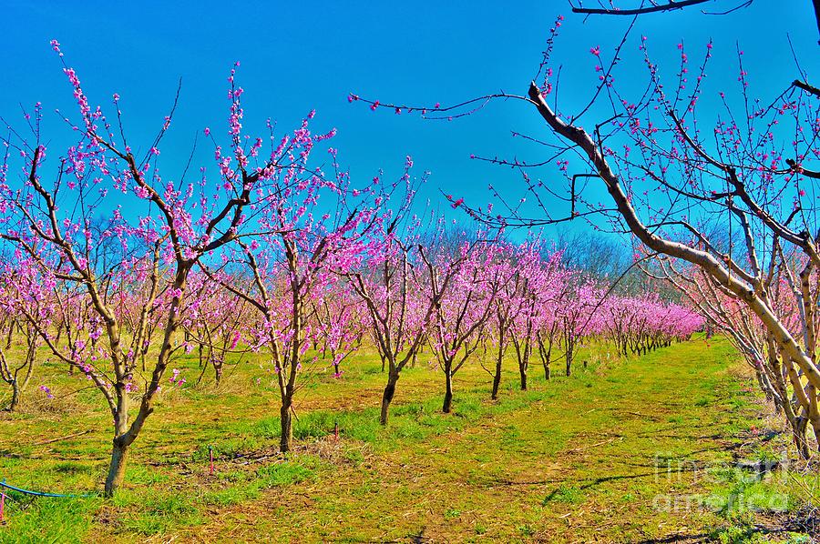 California Peaches 1 Photograph by Alicia Ingram - Fine Art America