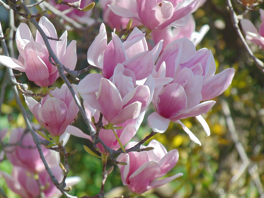 Tulip Tree in bloom Photograph by Lybid Page