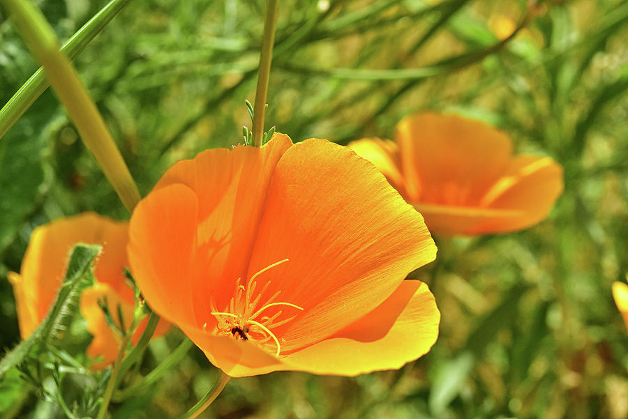 California Poppies 1 Photograph by Linda Brody