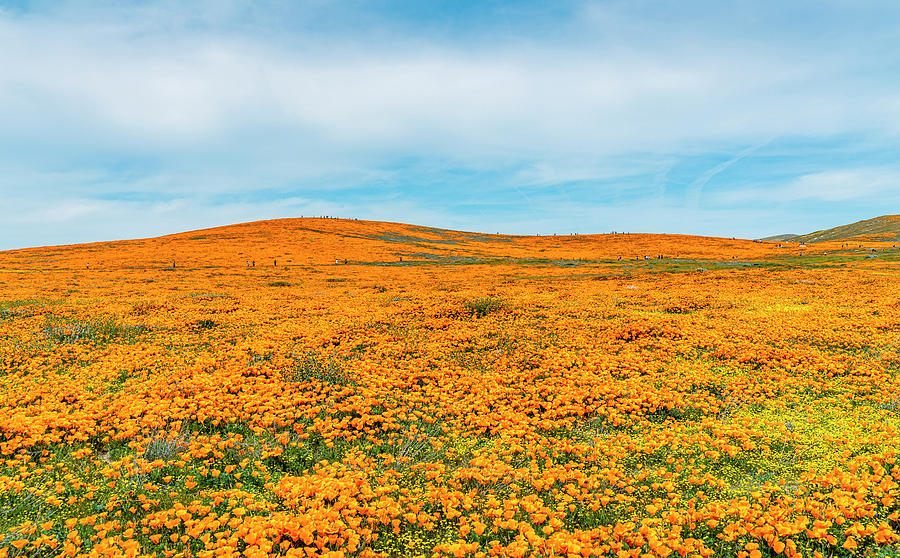 California Poppies - 2019 #2 Photograph by Gene Parks