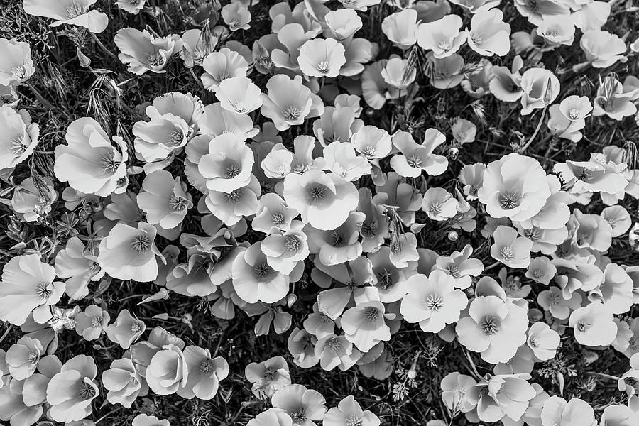 California Poppies - 2019 - Black And White Photograph by Gene Parks