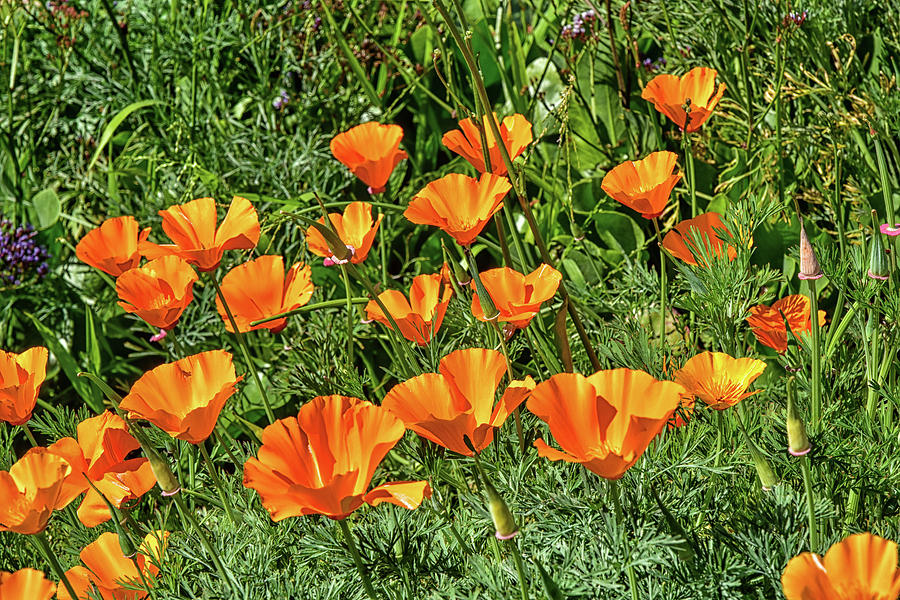 California Poppies 4a  Photograph by Linda Brody