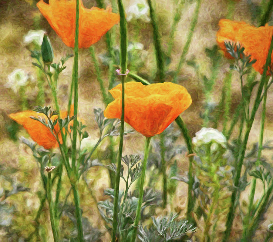 California Poppies 7b Impression Mixed Media