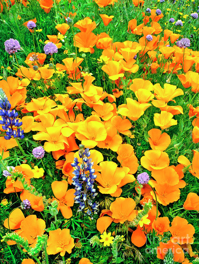 California Poppies and Betham Lupines Southern California Photograph by Dave Welling