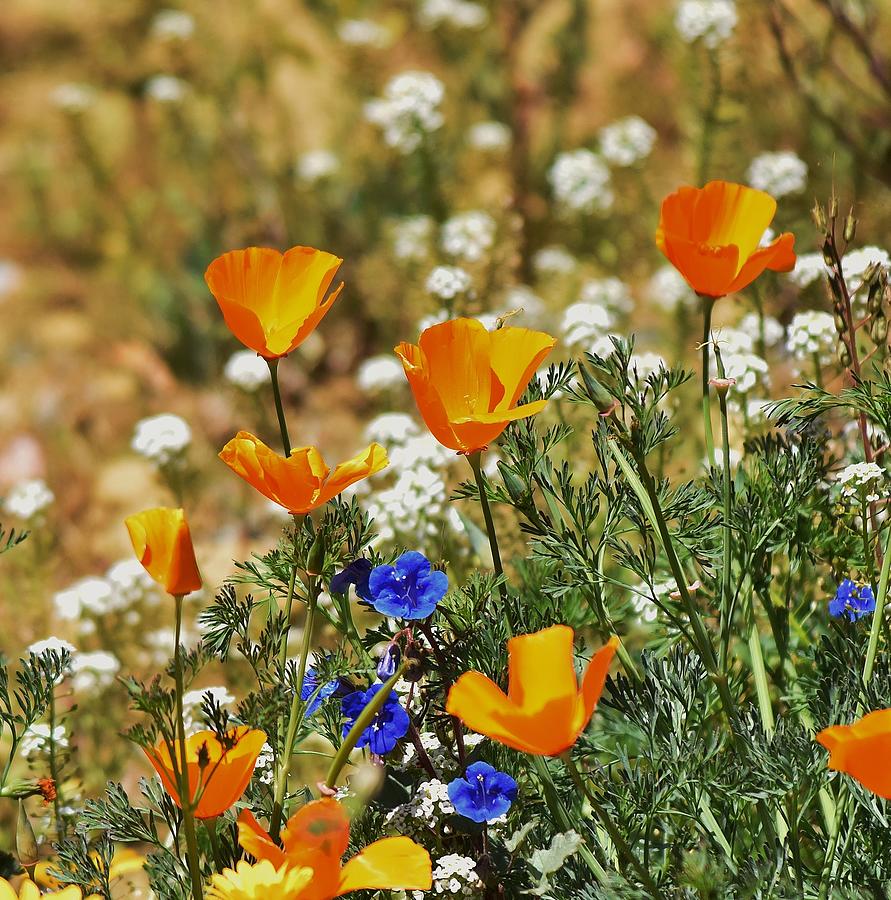 California Poppies and Bluebells 1  Photograph by Linda Brody