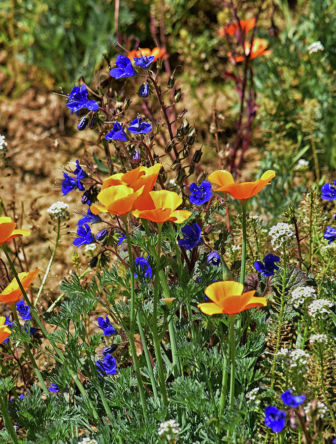California Poppies and Bluebells 4a  Photograph by Linda Brody