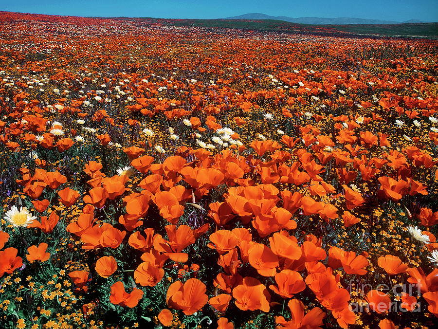 California Poppies Desert Dandelions California Photograph by Dave Welling