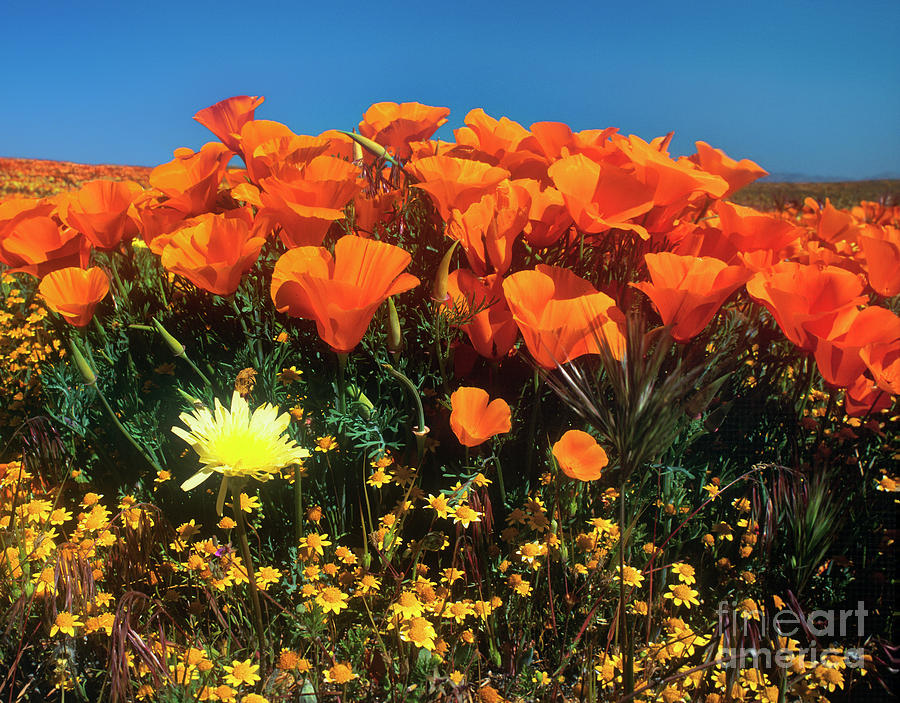 California Poppies Desert Dandelions Goldfields California Photograph by Dave Welling