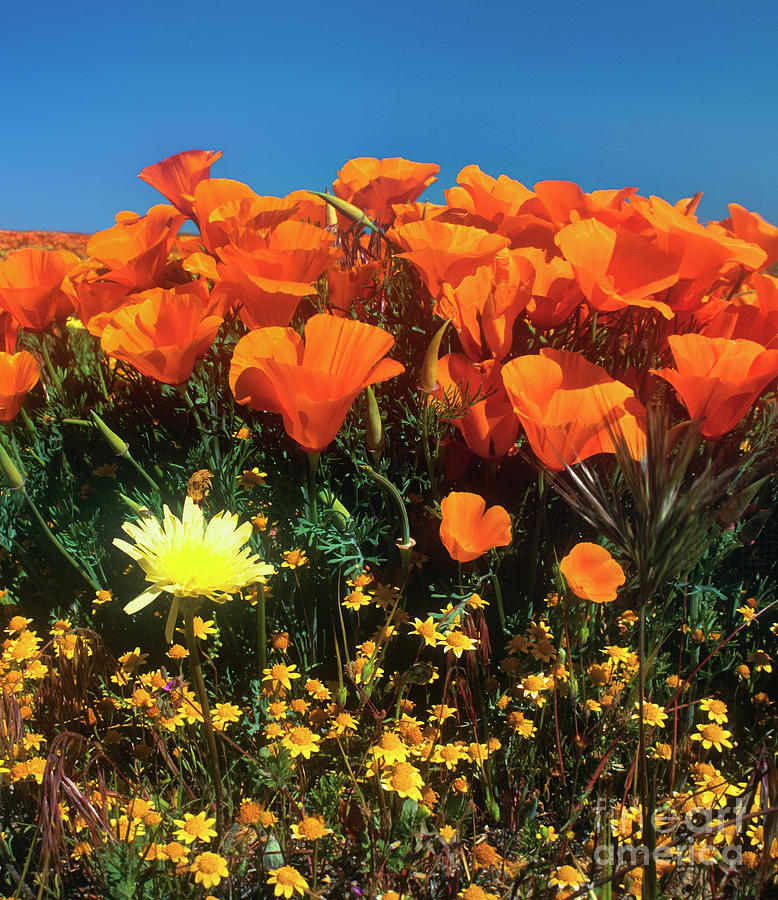 California Poppies Frame A Desert Dandelion California Photograph by Dave Welling