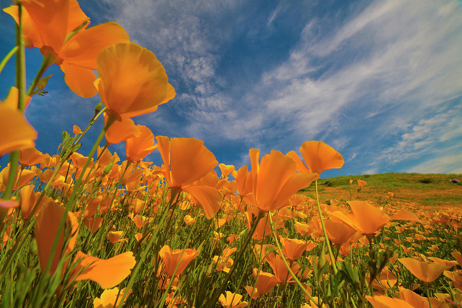 California Poppies In Spring Bloom, Lake Elsinore, California Photograph by Tim Fitzharris