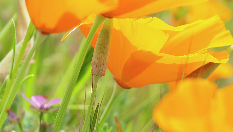 California Poppies in the Wind Photograph by Mariola Szeliga