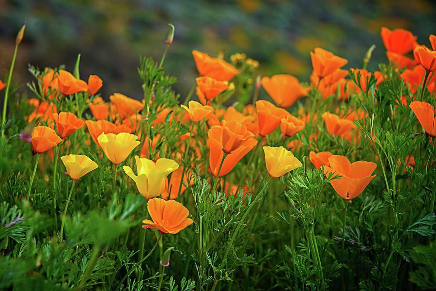 California Poppies in Walker Canyon Photograph by Lynn Bauer