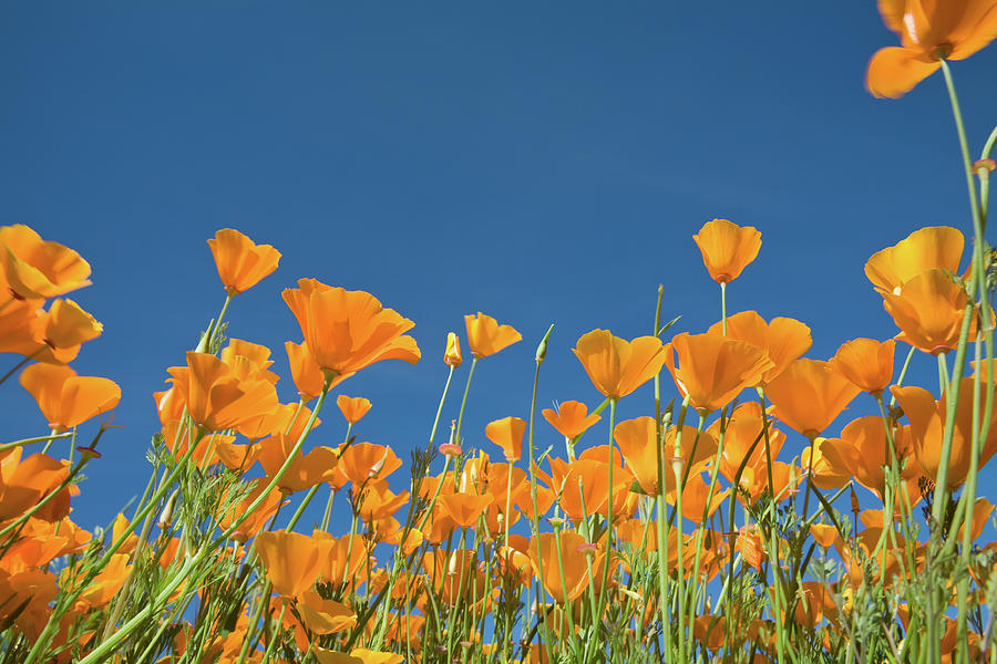 California Poppies Photograph by Meltonmedia
