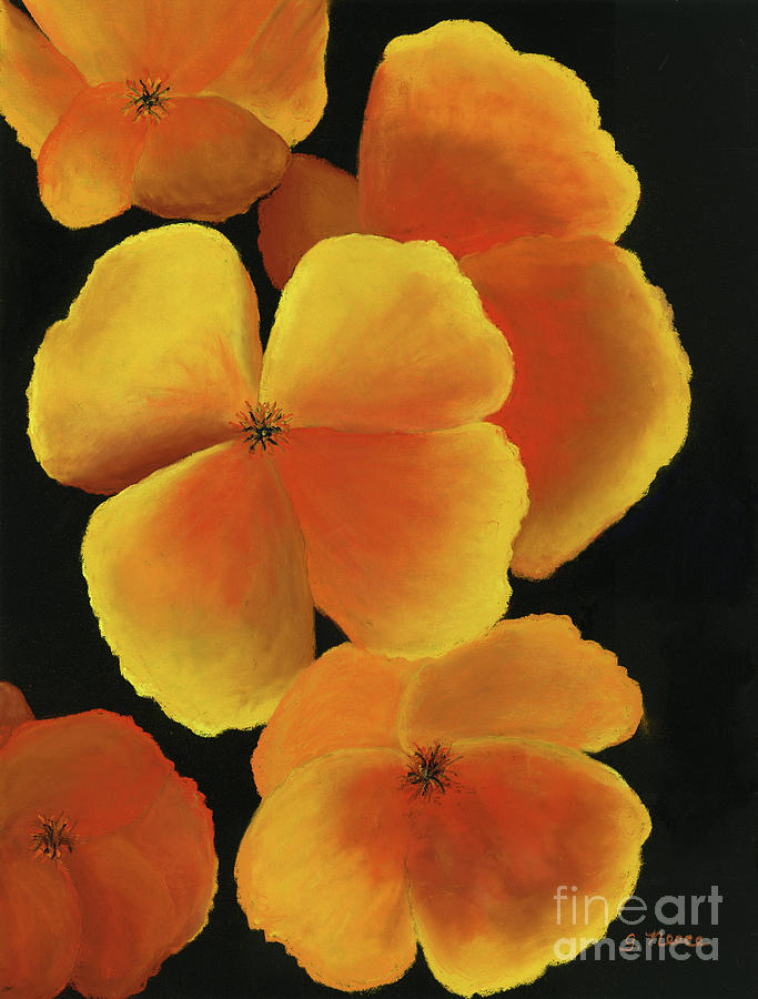 California Poppies on Black Painting by Ginny Neece