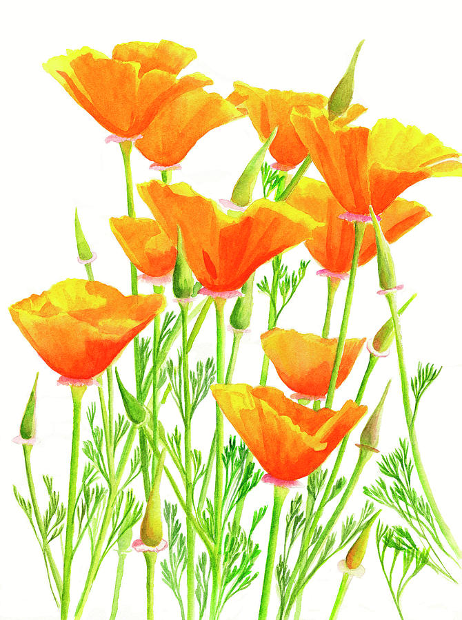 California Poppies Painting by Sharon Freeman