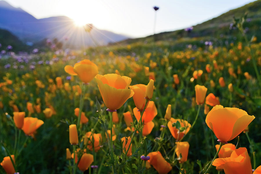 California Poppies Sunset Photograph by Kyle Hanson