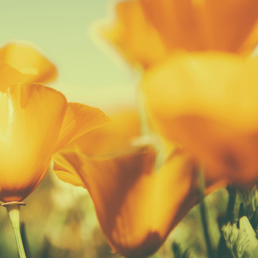 California Poppies,eschscholzia Photograph by Mint Images - Paul Edmondson California Poppies,eschscholzia Photograph by Mint Images - Paul Edmondson
