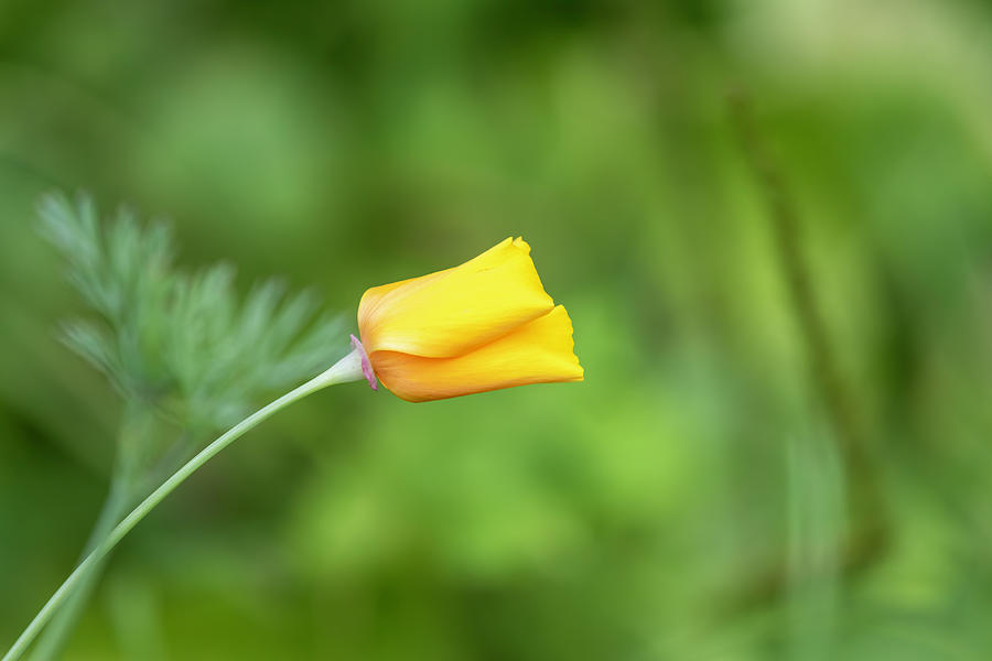 California Poppy 2019-1 Photograph by Thomas Young