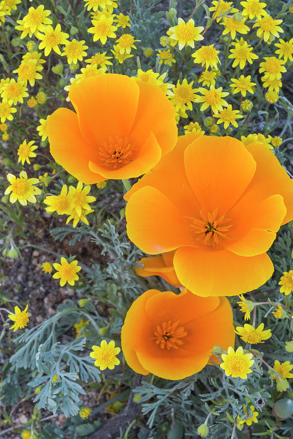 Flower Photograph - California Poppy And Goldfield by Jeff Foott