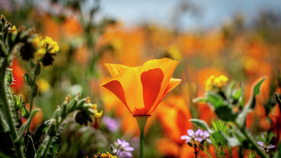 California Poppy Photograph by Arnon Z Shorr - Fine Art America