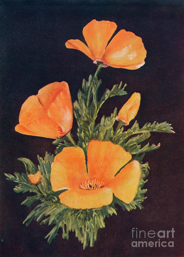 California Poppy, C1915, 1915 Drawing by Print Collector