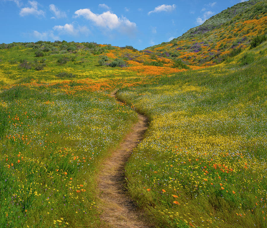 California Poppy, Desert Bluebell And Wildflower Spring Bloom, Diamond Valley Lake, California Photograph by Tim Fitzharris