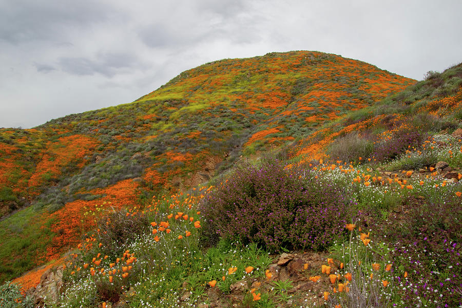 Poppy Photograph - California Poppy Field by Norma Brandsberg