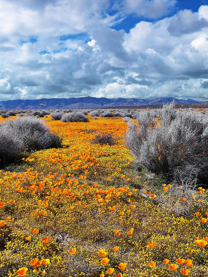 California Poppy Patch Photograph by Glenn McCarthy Art and Photography