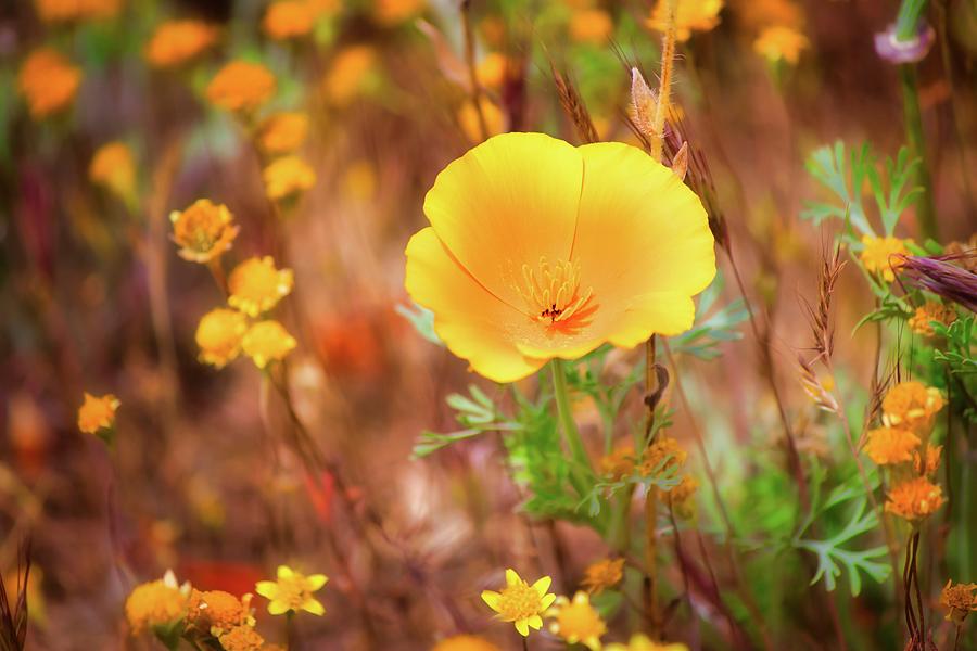 California Poppy Photograph by American Landscapes